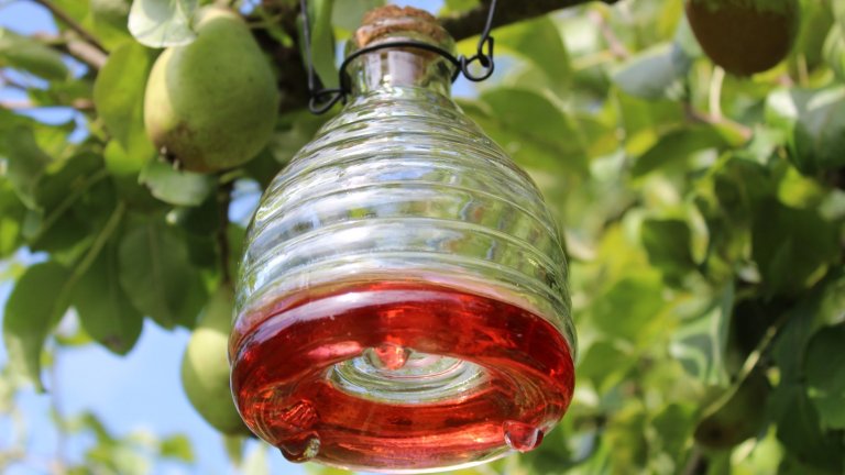 5 домашни капана за плодови мушици, които си струва да опитате