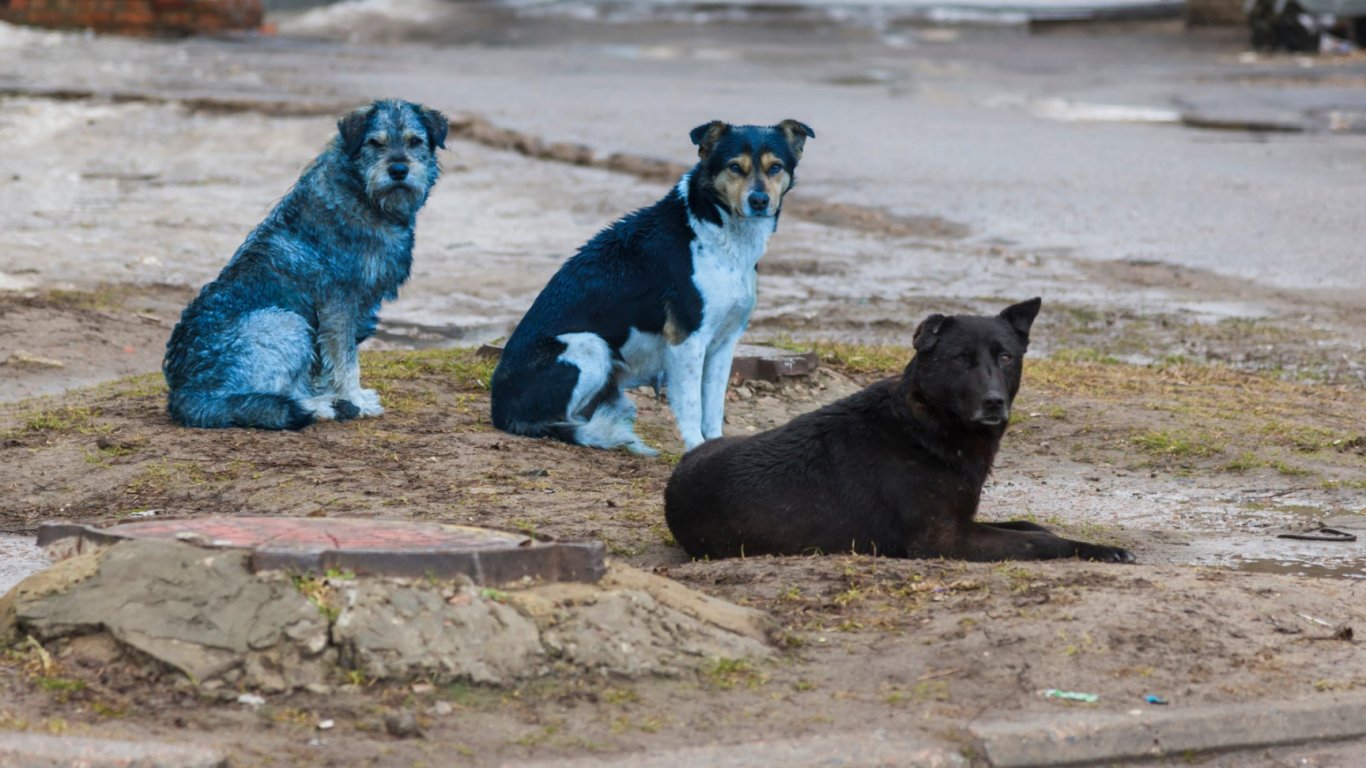 Мистерия в Чернобил: Забелязаха кучета със синя козина в забранената зона