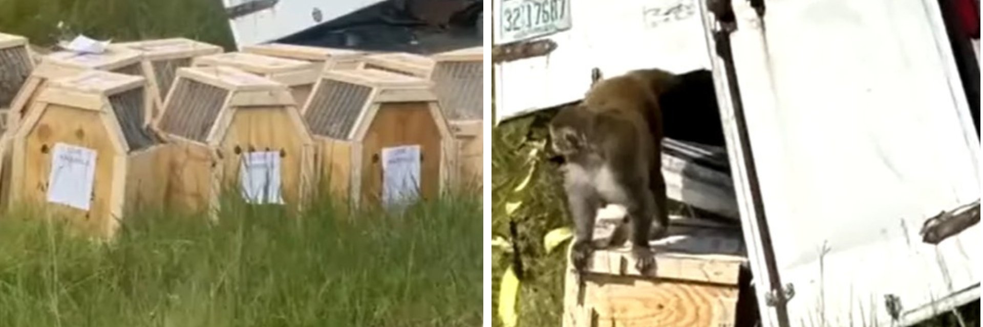 Камион с лабораторни маймуни се преобърна в САЩ, застреляха повечето, но търсят още 3  