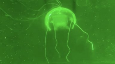 Медузи-роботи ще наблюдават океаните за Китай