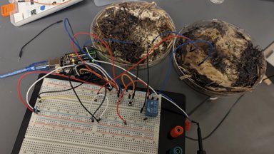 Учени създадоха биоразградим компютърен чип от гъби