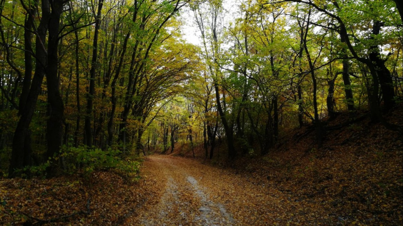 Най-зловещата гора в света: Какво крие румънската Хоя Бачу?