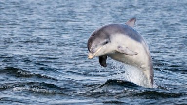 Делфинът Мимо продължава да радва туристите във Венеция и да тревожи експертите (видео)