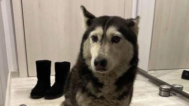 Обвиниха лекаря от ВМА за прегазеното куче. То било с чип и е евтаназирано от ветеринар