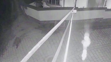 Мечка тича по улиците на Карлово