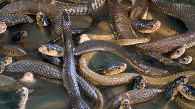 Мъж се похвали в мрежата, че отглежда 200 пепелянки, търновската прокуратура го погна