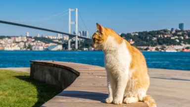 Истанбул и неговите котки: Градът, който мърка