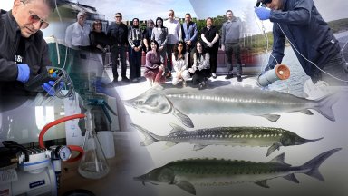 Българи поведоха международна битка за спасяването на есетрите с ДНК технология
