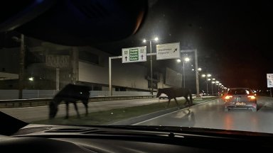 Коне пасат между платната на Околовръстното шосе в София (снимки)