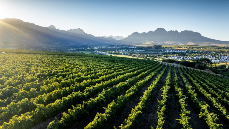 Тази страна е дом на най-доброто лозе и вино в света – и не е Франция, Испания или Аржентина