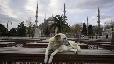 Властите в Истанбул издадоха забрана за хранене на бездомните кучета по улиците на града