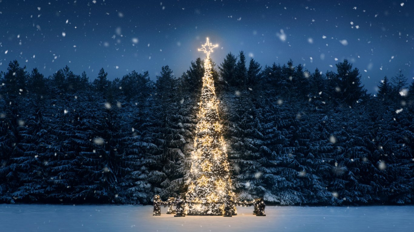 Най-високата елха в света заблестя с над 140 000 светлини (видео)