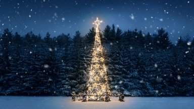 Най-високата елха в света заблестя с над 140 000 светлини (видео)