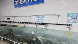 Русенци избират шаран за трапезата си на Никулден