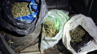 8 кг марихуана бе иззета при спецакция на МВР в Бобов дол