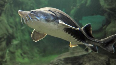 България въвежда постоянна забрана за улов на есетрови риби в река Дунав и Черно море