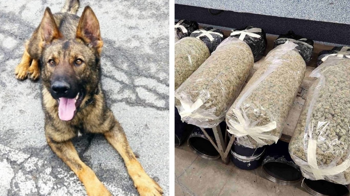 Кучето-герой Бояр разкри наркотрафик: 70 кг марихуана на границата