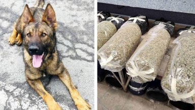 Граничарското куче Бояр хвана над 70 кг марихуана на ГКПП „Малко Търново“ (снимки)