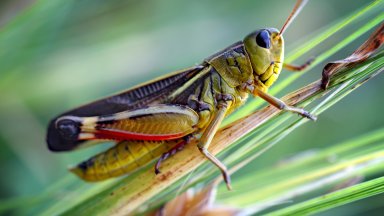 Насекоми, хранени с микропластмаса, нарастват до гигантски размери