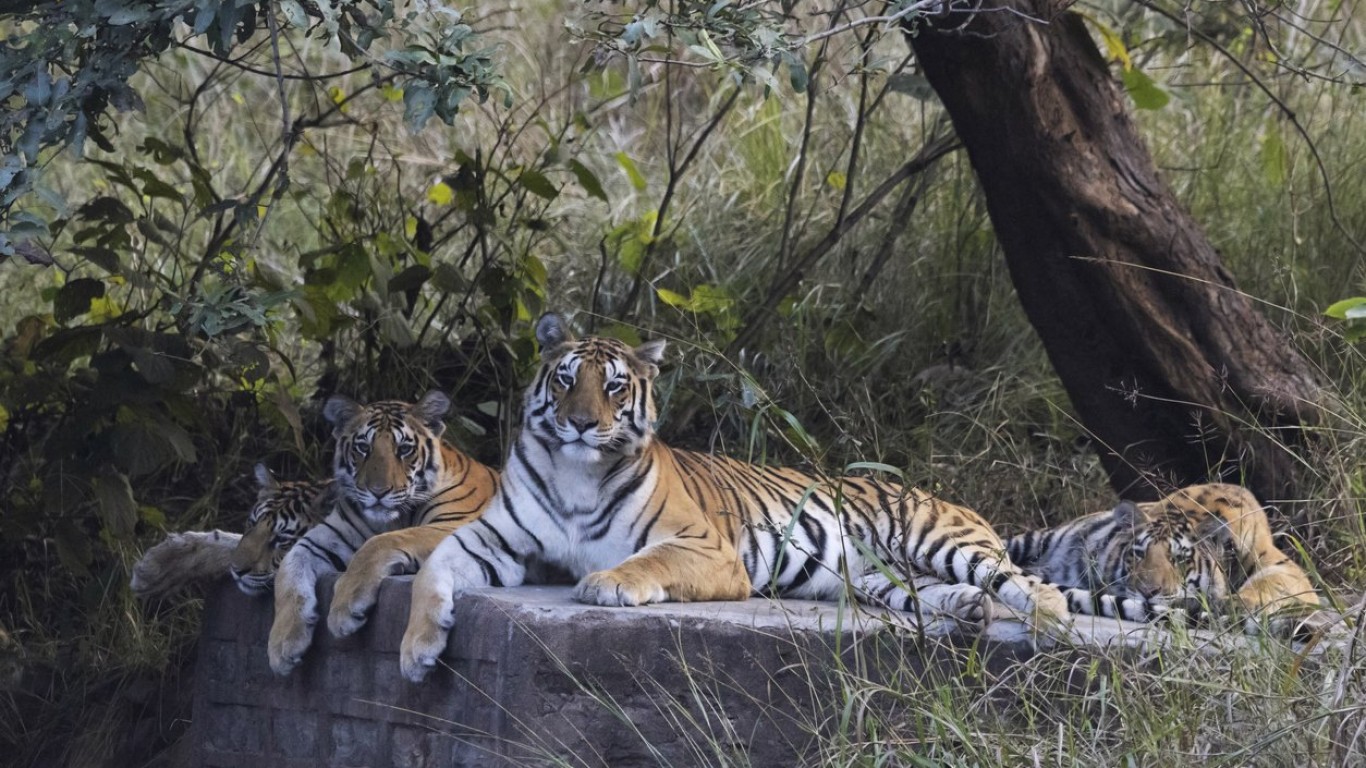 Непал даде старт на мащабно преброяване на дивите тигри