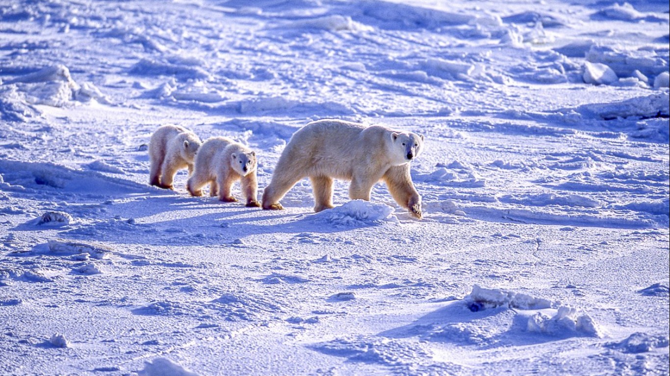 В Канада наблюдаваха рядък случай на полярна мечка, осиновила мече