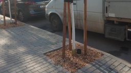Ново озеленяване в Бургас слага край на разбитите тротоари