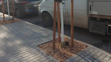 Ново озеленяване в Бургас слага край на разбитите тротоари