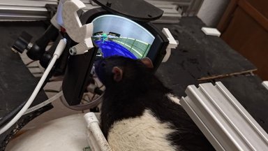 Учени учени обучиха плъхове да стрелят по демони в Doom