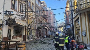 Десетки сигнали за паднали дървета и клони на много места в страната (снимки, видео)