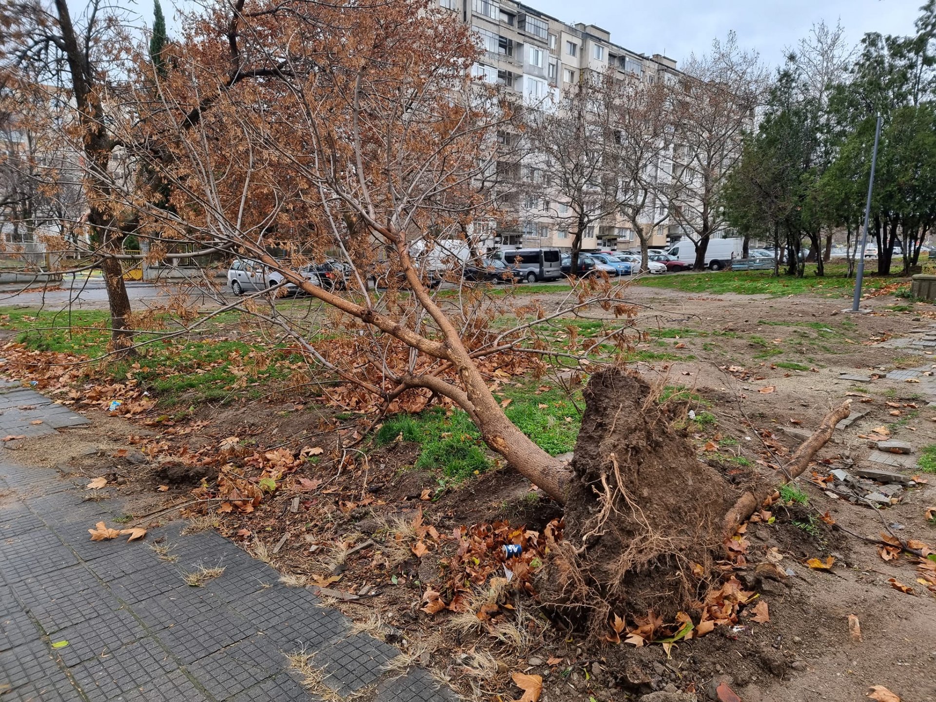 Екипи на Регионалната служба „Пожарна безопасност и защита на населението“ (РСПБЗН) в Сливен и Нова Загора са реагирали на седем сигнала за паднали дървета през изминалото денонощие