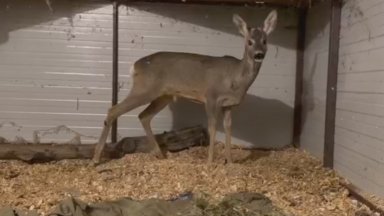 В зоопарка в Бургас спасиха и излекуваха нахапан от хищници сръндак (видео)