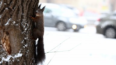 Осъдиха Смолян да плати 30 000 лева на жена за падане на заледена улица