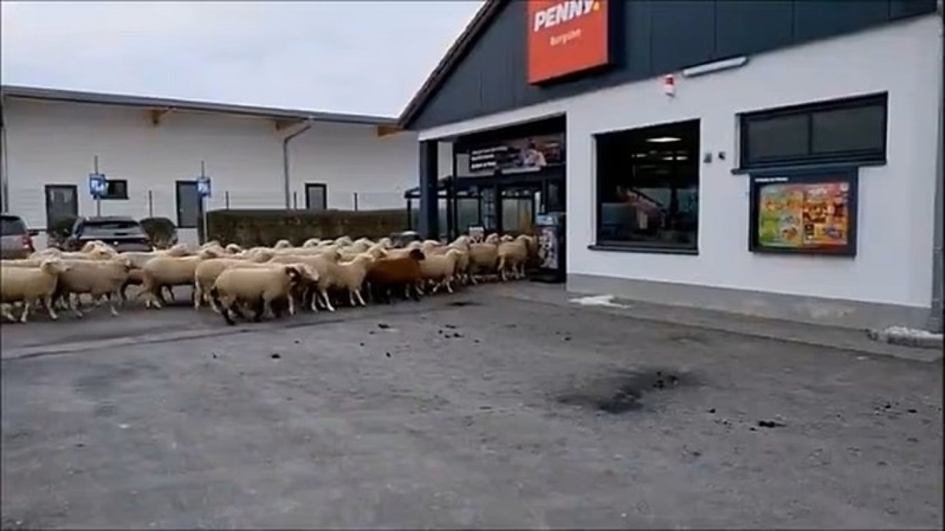 Стадо овце нахлу в супермаркет в Бавария (видео)