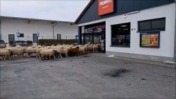 Стадо овце нахлу в супермаркет в Бавария (видео)
