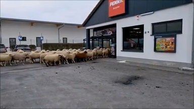 Стадо овце нахлу в супермаркет в Бавария (видео)
