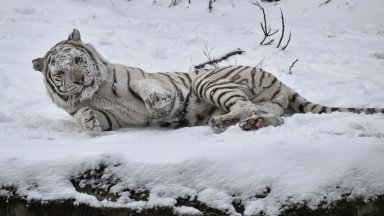 Бенгалският тигър Киафа се радва бурно на снега в Софийския зоопарк (снимки)