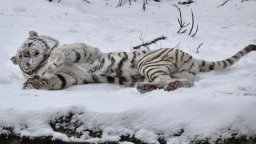 Бенгалският тигър Киафа се радва бурно на снега в Софийския зоопарк (снимки)