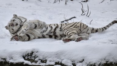Бенгалският тигър Киафа се радва бурно на снега в Софийския зоопарк (снимки)