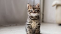 Без вода и храна: Котенце оцеля след едноседмично пътуване в камион от Турция до Германия 