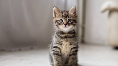 Без вода и храна: Котенце оцеля след едноседмично пътуване в камион от Турция до Германия 