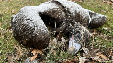 Намериха още мъртви лешояди край Котел