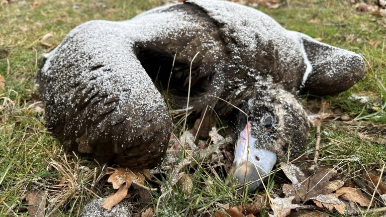 Намериха още мъртви лешояди край Котел