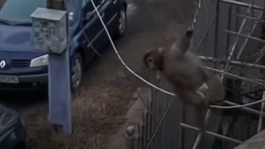 Маймунка с памперс скача по фасадата на блок в "Люлин 8" (снимки/видео)