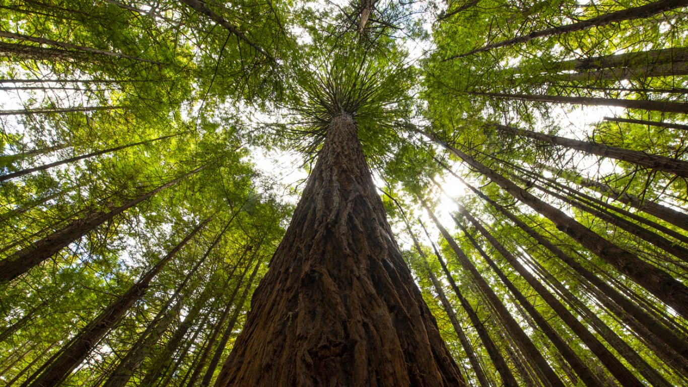 Невероятната история на момичето, което живя на дърво 738 дни (снимки/видео)