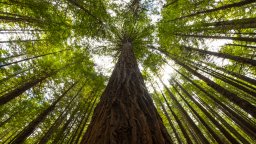 Невероятната история на момичето, което живя на дърво 738 дни (снимки/видео)