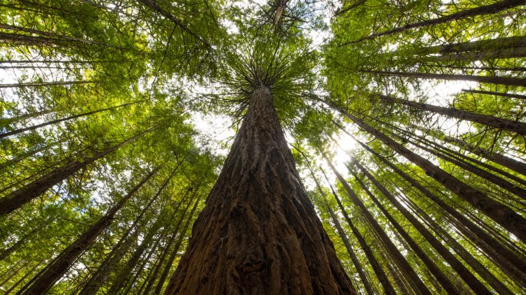 Невероятната история на момичето, което живя на дърво 738 дни (снимки/видео)
