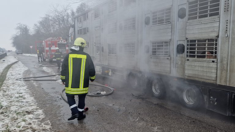 Камион със 178 живи прасета се запали на пътя край Димитровград (снимки)