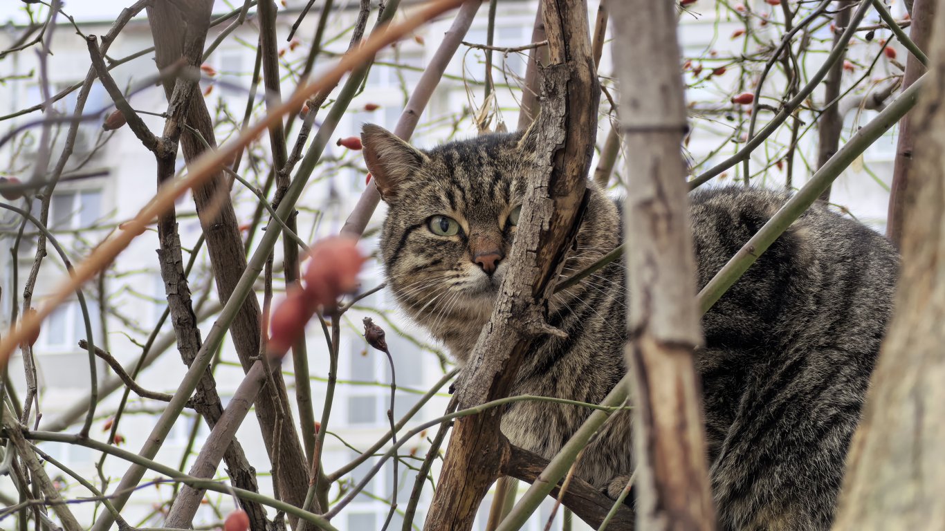 Снимка с HUAWEI Mate X7, направена с 3,5 зуум