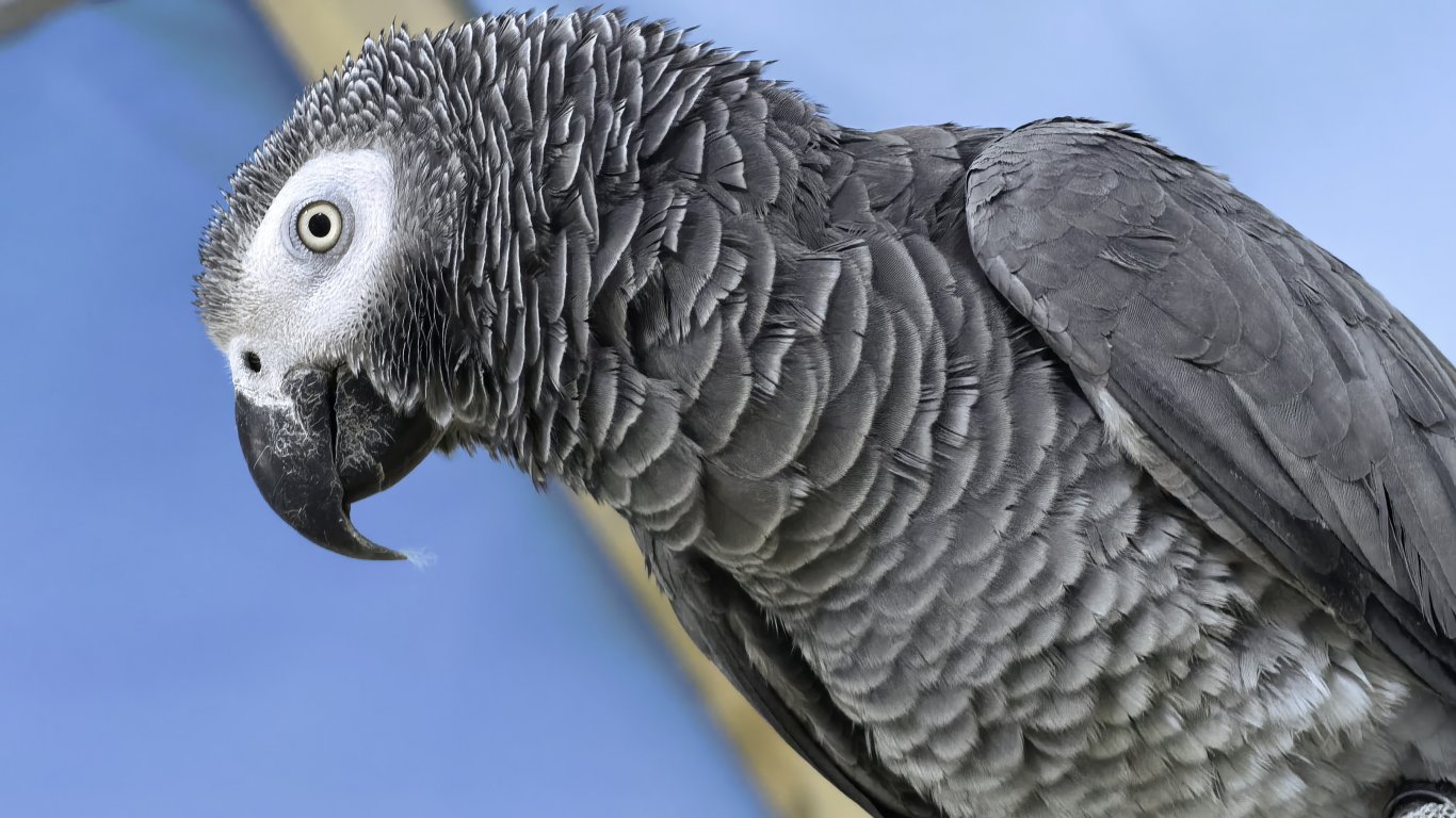 Портрет с HUAWEI Mate X7