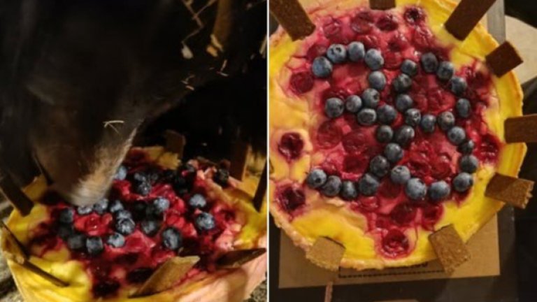 Деси - най-възрастната мечка в Софийския зоопарк - навърши достопочтените 38 години